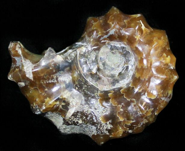 Polished, Agatized Douvilleiceras Ammonite - #29308